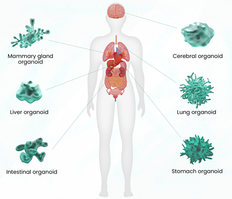 Organoïdes 3D