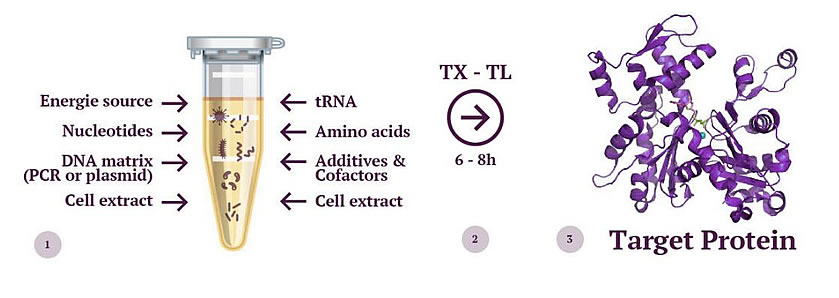 SCHEMA DU SYSTEME CELL-FREE