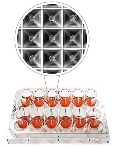 SP5D well plate