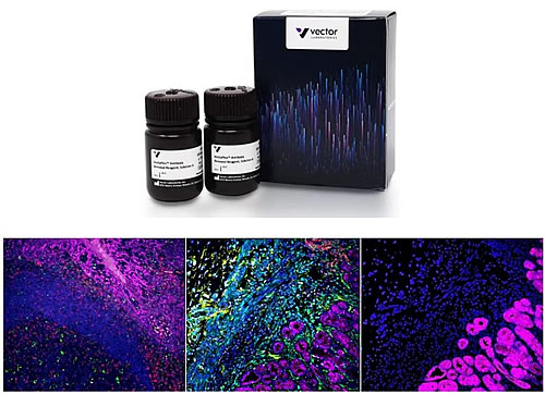 VectaPlex™ Antibody Removal Kit (VRK-1000)